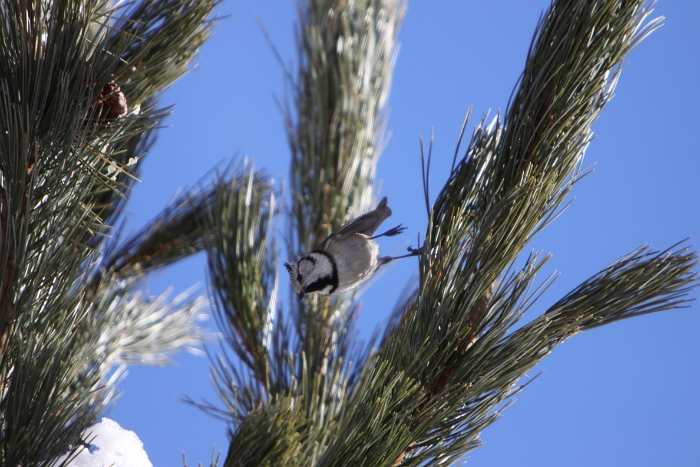 Oiseaux a Saas-Almagell - 036